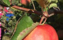 Planiranje i uzgoj malenog obiteljskog voćnjaka