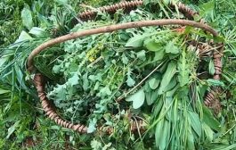 Divlje samoniklo bilje za kuhanje ili divlje zelje Dalmacije i Hercegovine